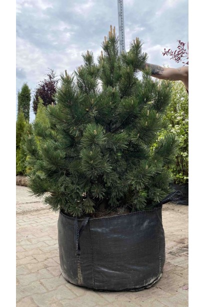 Сосна гірська Гном - ком60кг/вис.120-140см/Ø70-80см